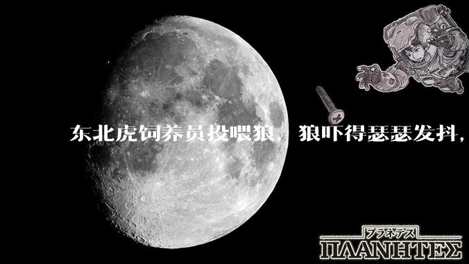 东北虎饲养员投喂狼，狼吓得瑟瑟发抖，真的是「血脉压制」吗？可能是哪些原因造成的？